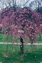 Image result for Prunus subhirtella Pendula Rubra