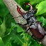 Image result for Beetles and Bugs Combined Picture