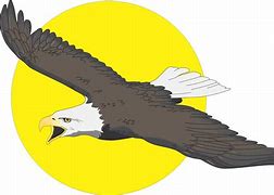 Image result for Bald Eagle Drawing Cartoon