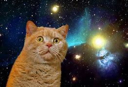 Image result for Cat Universe Meme