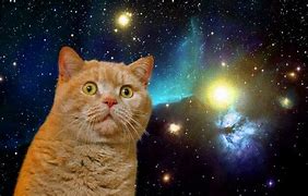 Image result for Cat Universe Meme