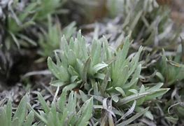 Image result for Helichrysum confertifolium