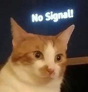 Image result for No Signal Cat