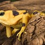 Image result for Fiji Toad