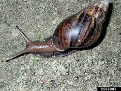 Image result for Big Snail