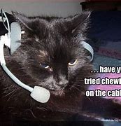 Image result for Customer Service Cat Meme