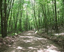 Image result for Clinton County PA Hunting