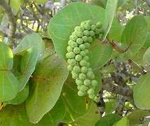 Image result for Sea Grape Tree Seeds