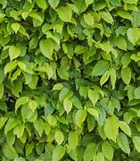 Image result for Hornbeam Hedge