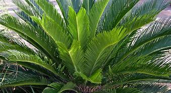 Image result for Mini Palm Tree Plant