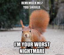 Image result for Sad Squirrel Meme