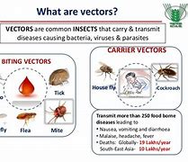 Image result for Insect Vector Diseases