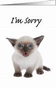 Image result for Sorry Cat Eyes Meme