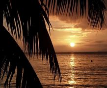 Image result for Palm Tree Beach iPhone Wallpaper