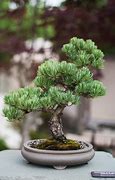 Image result for Bonsai Tree Moss