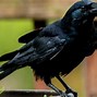 Image result for Crow Raven Blackbird Difference