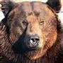 Image result for Kodiak Brown Bear