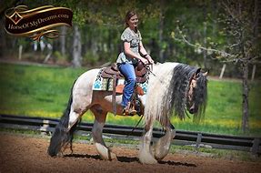 Image result for Tobiano Gypsy Vanner