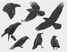 Image result for Raven Vector Art