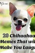 Image result for Chihuahua Smiling Dog Meme