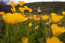 Image result for South Mountain Arizona Wildflowers