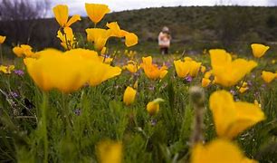 Image result for Northern Arizona Wildflowers