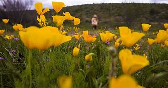 Image result for Arizona Wildflowers Photography