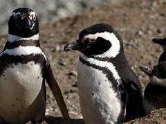 Image result for Penguin Family