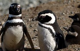 Image result for Family of Penguins Galaxy