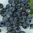 Image result for Vaccinium corymbosum Darrow