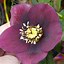 Image result for Helleborus orientalis Red Spotted Hybrids