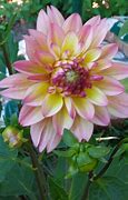 Image result for Dahlia Zingaro