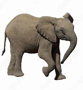 Image result for Elephant and Its Baby No Background