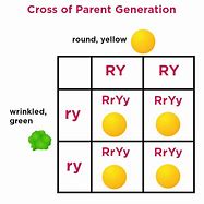 Image result for Dihybrid Crosses Examples