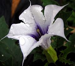 Image result for datura