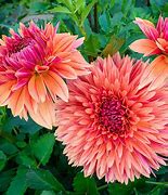 Image result for Dahlia Libbecio