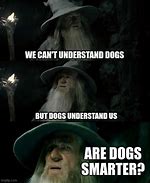 Image result for Gandalf Dog Meme