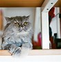 Image result for persian cat pictures