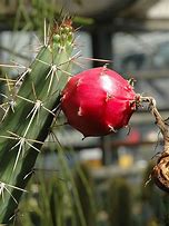 Image result for Red Dago Apple Tree