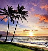 Image result for Hawaiian Beach Palm Trees Sunset