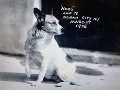 Image result for Hobo Dog Movie