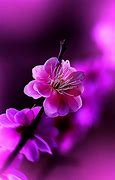 Image result for Beautiful iPhone HD Wallpapers