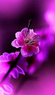 Image result for Pink Flower iPhone Background