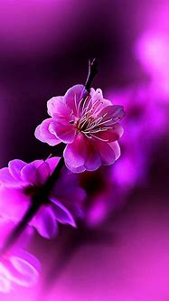 Image result for Wallpaper for Android Cell Phone Flower