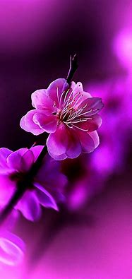 Image result for Floral Cell Phone Wallpaper