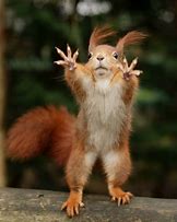 Image result for Cute Funny Animals
