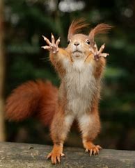 Image result for Funny Animals