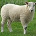 Image result for Sheep Type Ark Night