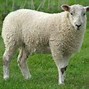 Image result for Variety of Rams