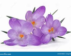 Image result for Spring Flowers with White Background